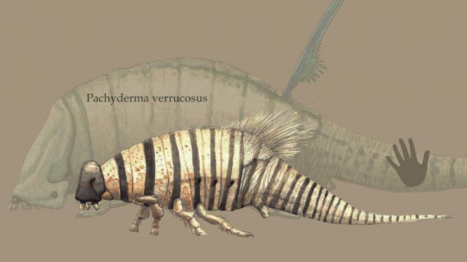 Другой Pachytholid – близкий родственник Malleiotholus. В отличие от своих крупных собратьев эти живут большими стадами (30-120 особей) на высоте от 300 до 400 метров, где питаются основном почками и листьями невысоко от крупных веток. Благодаря тому, что ветви мундодендралисов часто врастают в друг друга, они могут мигрировать на большие расстояния, не спускаясь к поверхности океана.