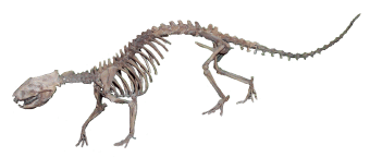 Didelphodon vorax