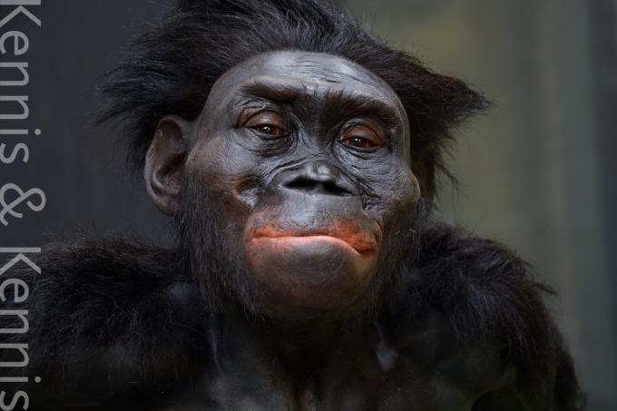 Самка австралопитека афарского Australopithecus afarensis