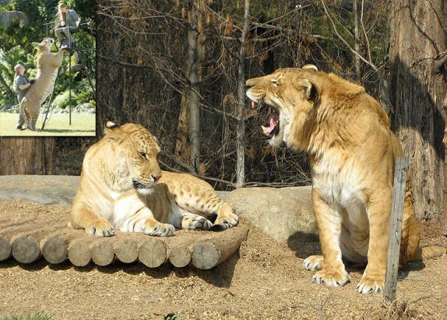 Лигры размерами (и считается, что и внешним видом) соответствуют плейстоценовому пещерному льву, восточносибирский подвид которого водился на севере Американского континента. Гигантизм лигров (в отличие от пещерных львов, для которых такие размеры были нормой) обусловлен тем, что лигры получают от отца-льва гены, способствующие росту потомства, а у матери-тигрицы отсутствуют гены, сдерживающие рост потомства. Что же касается пещерности пещерного льва, то к спелеофауне он имеет не больше отношения, чем известная свинка к морю.