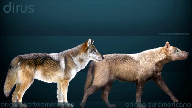 Canis dirus был крупнее и массивнее серого волка, достигая 1,5 м в длину без хвоста (крупнейшие особи волков – до 160 см с хвостом), отличался более короткими лапами и более крупными зубами. Предположительно этот тяжелый по сравнению с серым волком хищник с сильными челюстями занимал в Новом Свете нишу африканских гиен. Последняя популяция вида, возможно, дожила до 2-го тысячелетия до н.э. в горах Озарк в Арканзасе.