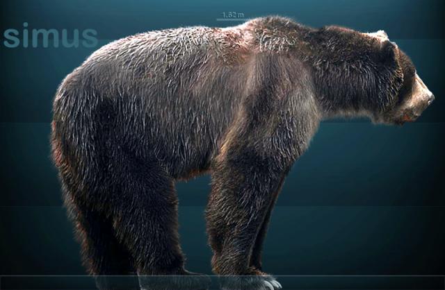 Гигантский короткомордый медведь arktodus simus: высота в холке – 1,6 м, высота в положении стоя на задних лапах – более 3-х м, вес – до тонны.