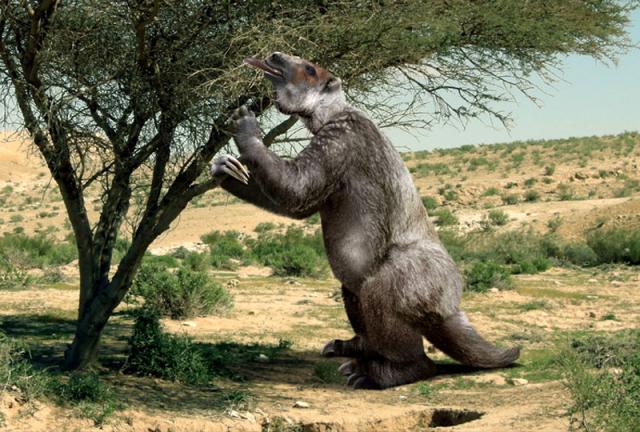 6-метровый мегатерий был истреблен в одно время со всей американской мегафауной – примерно к 10 тыс. лет назад. Есть основания полагать, что до исторического времени могли дожить отдельные популяции наземных ленивцев с Гаити, Кубы и Патагонии.
