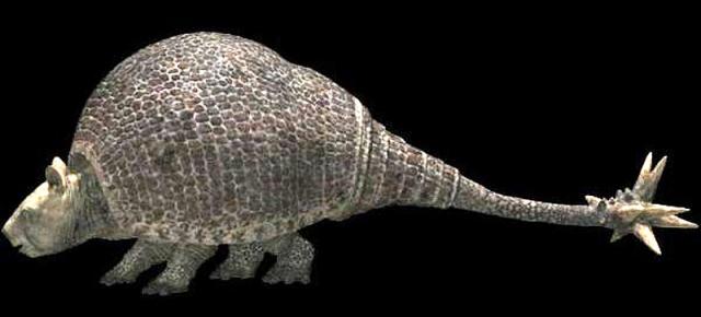 Дэдикур, самый крупный броненосец (3,6 м), был вооружен костяной булавой с шипами на хвосте, в точности как исчезнувшие 65 млн. лет назад анкилозавры.