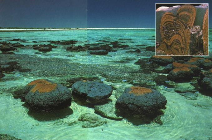 Современные строматолиты в заливе Шарк, Австралия. Сверху – разрез строматолитовой породы с характерными полосками бактериального мата