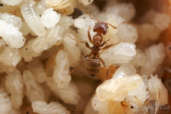 Мирмекология с Алексом Вайлдом. Часть II: муравьи и растения