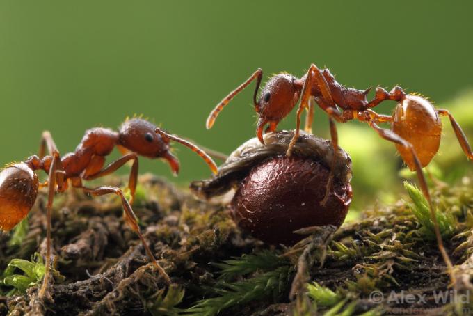 Мирмекология с Алексом Вайлдом. Часть II: муравьи и растения