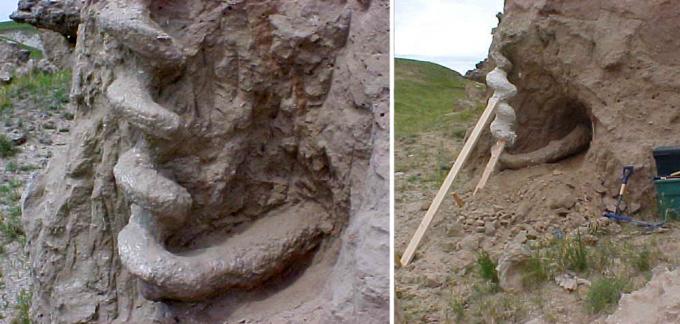 Palaeocastor fossor и штопоры дьявола