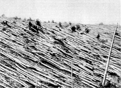 Вывал леса в рйаоне эпицентра, сфотографированный во время экспедиции Кулика
