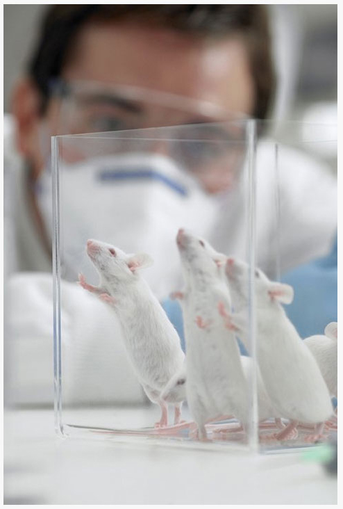 Мыши, как люди и люди, как мыши. Биологические факторы развития общества.