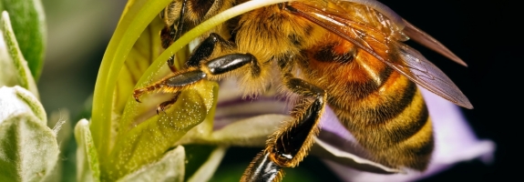 Хорватские пчелы настолько суровы, что ищут мины