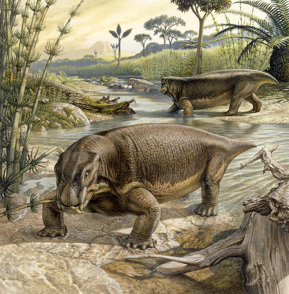 Lystrosaurus - выживший и вымерший