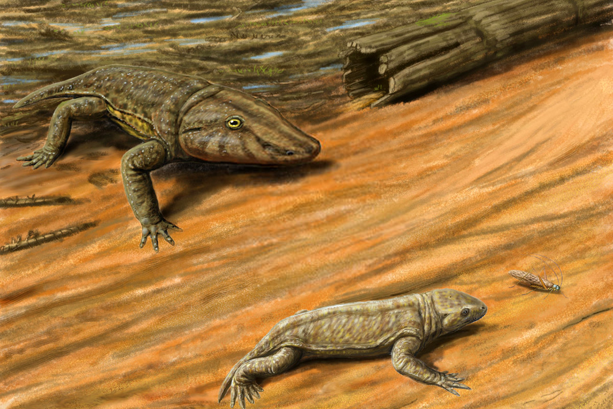 Сеймурия и котилозавры
