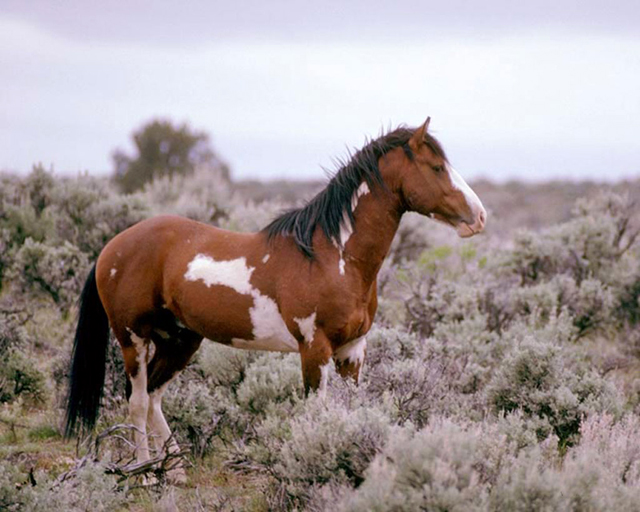 Знаменитые мустанги – потомки лошадей, завезенных колонистами и одичавших