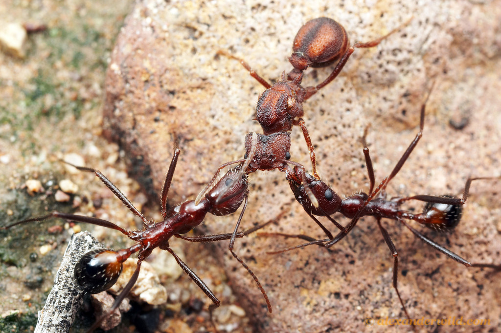 В африке водятся муравьи которые устраивают. Муравьи листорезы Муравейник. Муравьи листорезы. Муравьи амазонки. Acromyrmex versicolor.