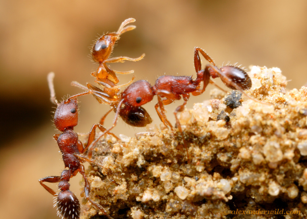 Несмотря на муравьиную склонность. Муравьи тетрамориум. Рабочие муравьи. Дикий муравей.