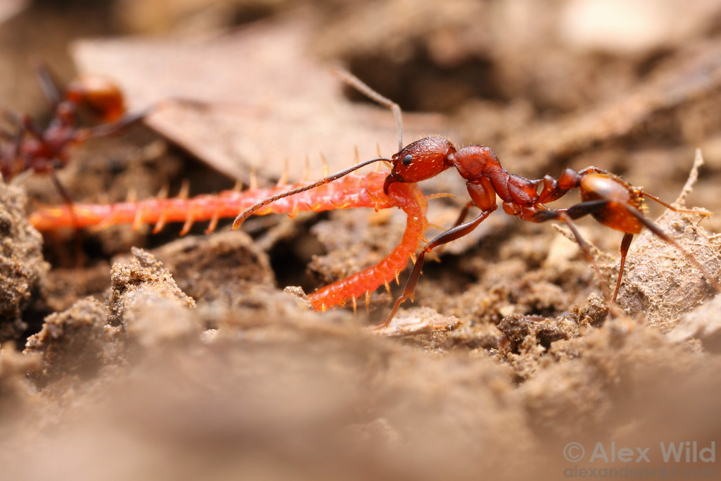 Алекс дикая. Alex Wild photo.