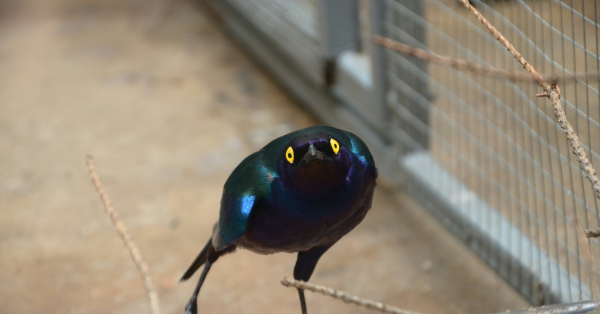 starling.jpg