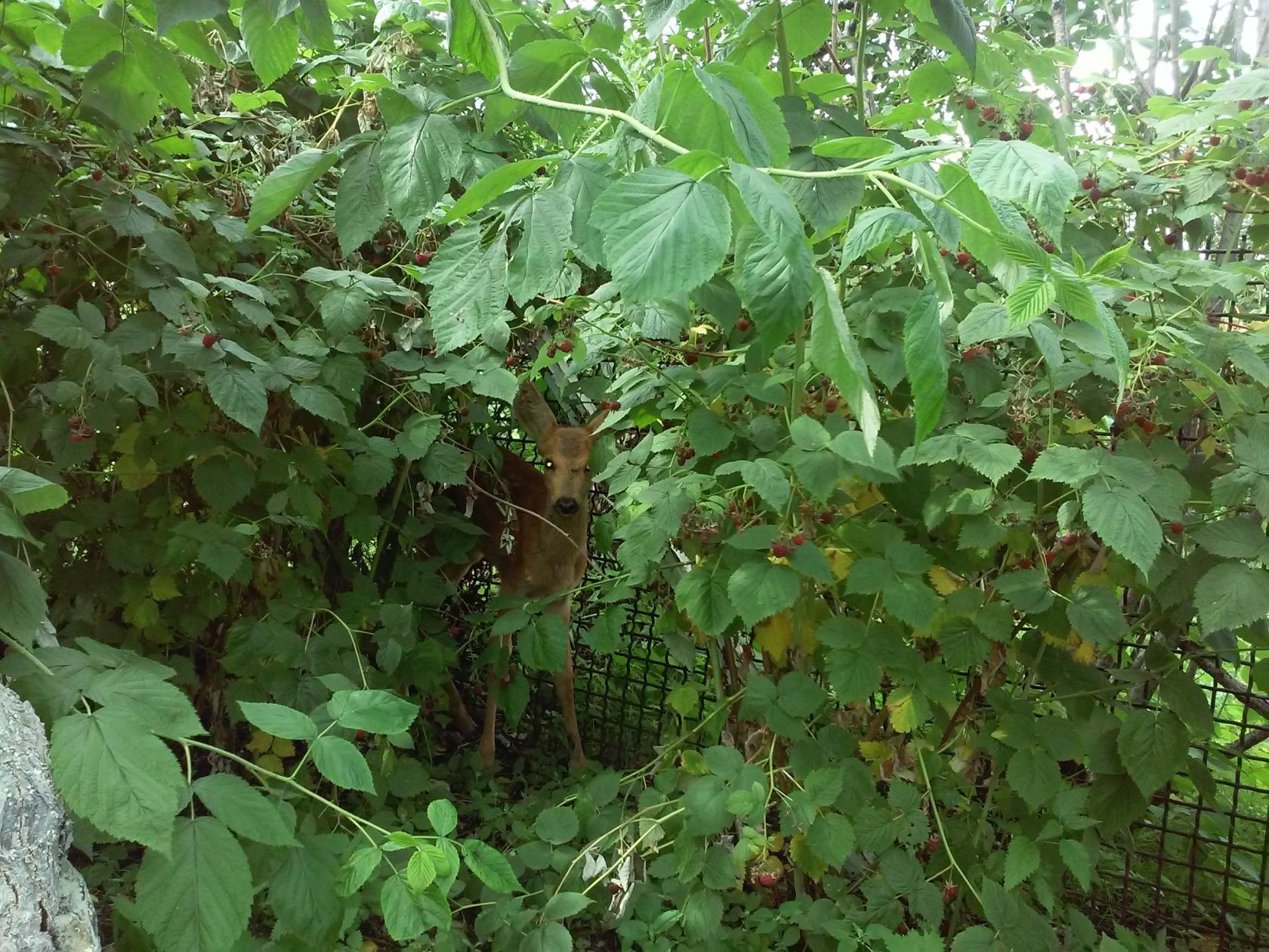 kosulka_13.08.18.jpg