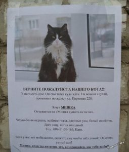 !Cat Lost.jpeg