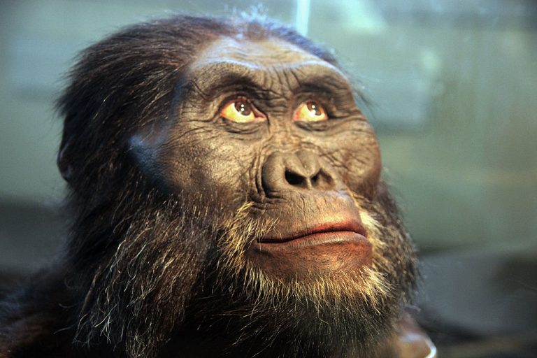 Есть версия, что превращению обезьяны в человека во многом поспособствовали изменения климата, которые были вызваны начавшимся 2,5 миллиона лет назад плейстоценовым оледенением. Климат стал сухим, леса сменились саваннами, и предкам человека пришлось перейти к коллективной охоте (фото: Smithsonian Museum of Natural History)