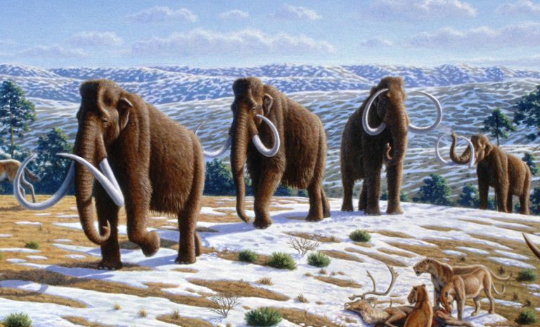 Последние измельчавшие мамонты вымерли на острове Врангеля 3,5 тысячи лет назад — на пике межледниковья климат в Арктике был мягче. В прошлом веке снова стало чуть теплее, и на острове смогли прижиться овцебыки и олени карибу