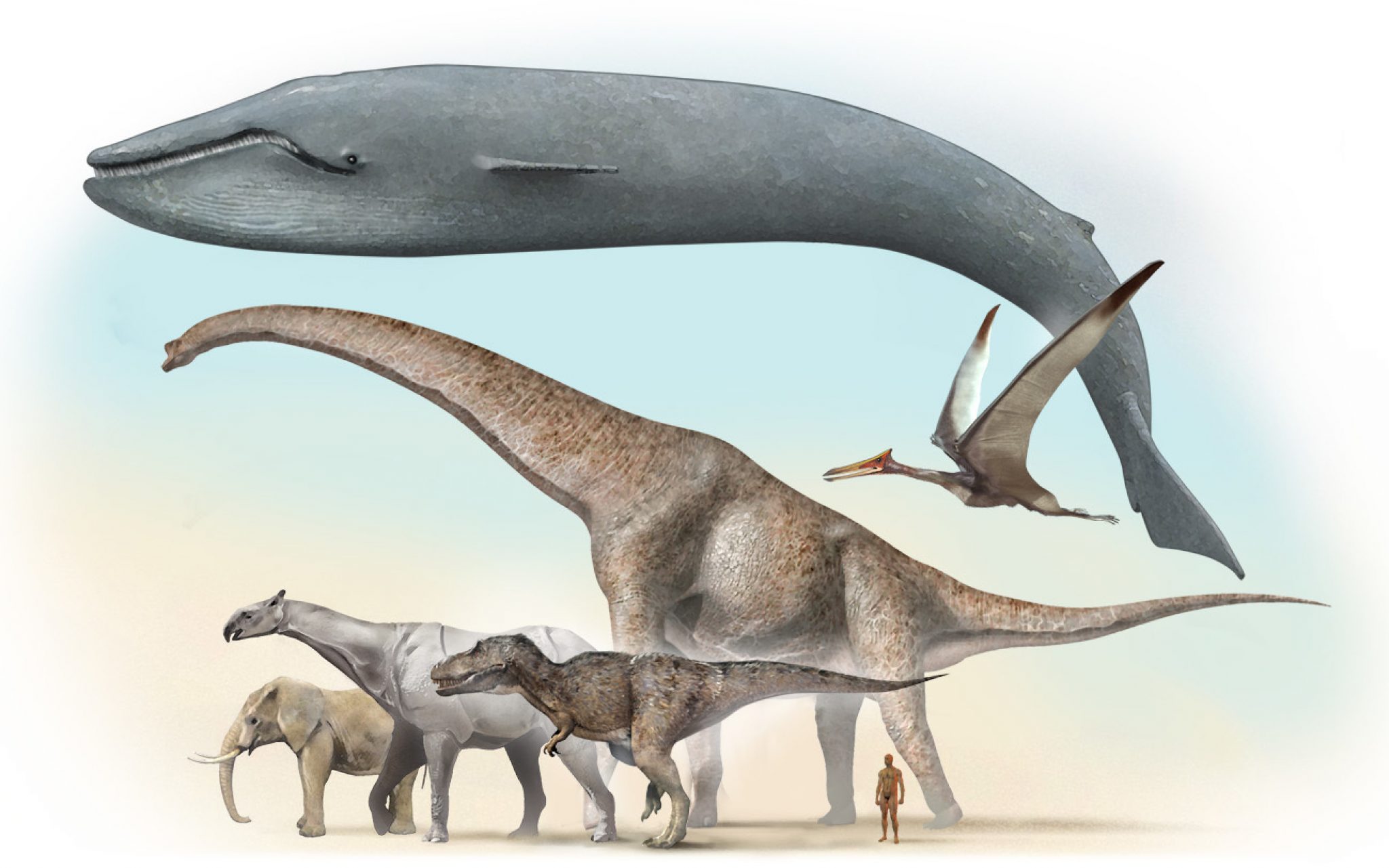 Сравнение динозавров. Диплодок Аргентинозавр. Зауропод и Диплодок. Индрикотерий Палеонтологический музей. Палеоген Индрикотерий.