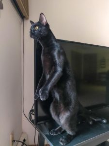 котэ-6632243.jpeg