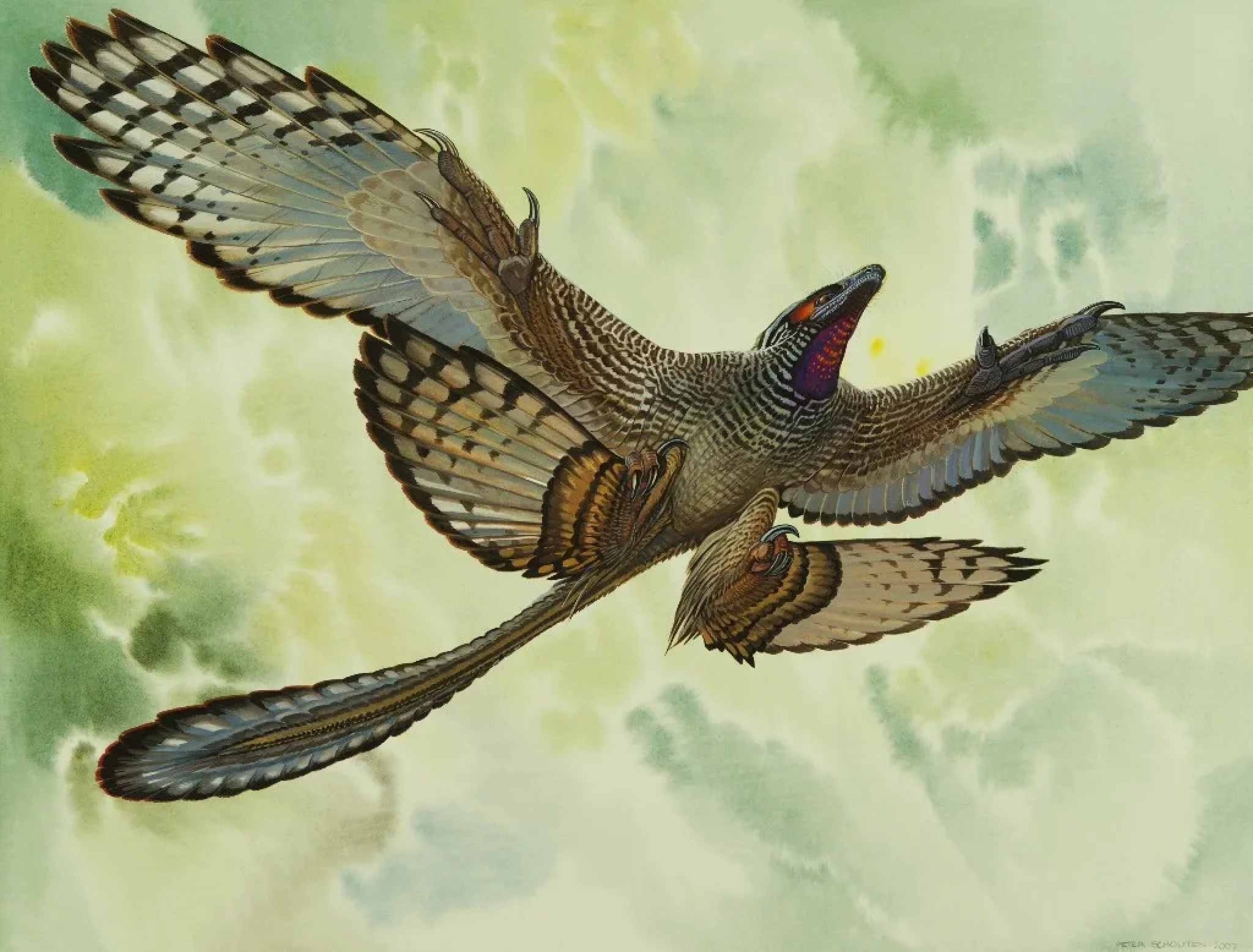 Птицы древних времен. Microraptor zhaoianus. Микрораптор динозавр. Пернатые динозавры Микрораптор. Microraptor gui.