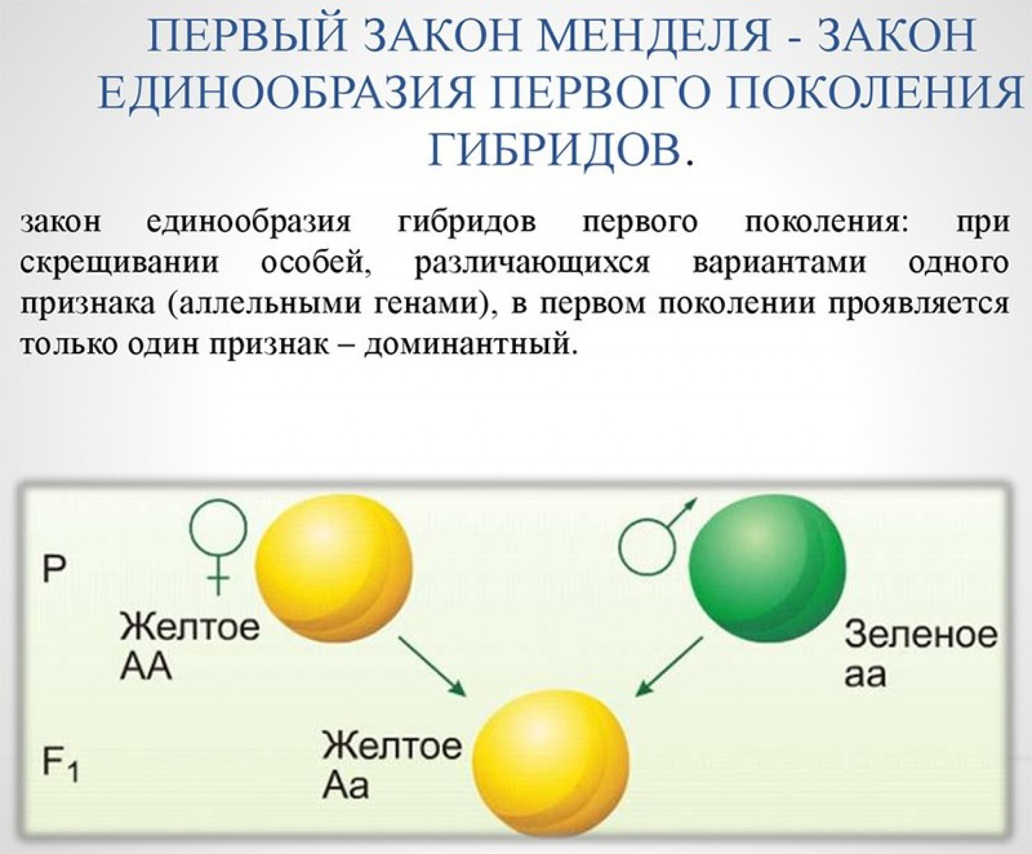 Закон единообразия схема. 1 Закона Менделя закон единообразия гибридов первого поколения. Закон единообразия 1 закон Менделя. 1 Закон Менделя закон единообразия гибридов 1 поколения. Схема скрещивания 1 закон Менделя.