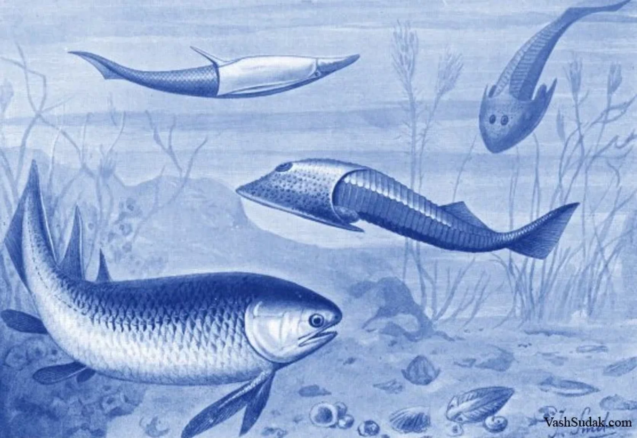 Какими были первые рыбы. Силур бесчелюстные. Челюстноротые рыбы Силур. Лучеперые рыбы Силур. Палеозойская Эра Девонский период рыбы.