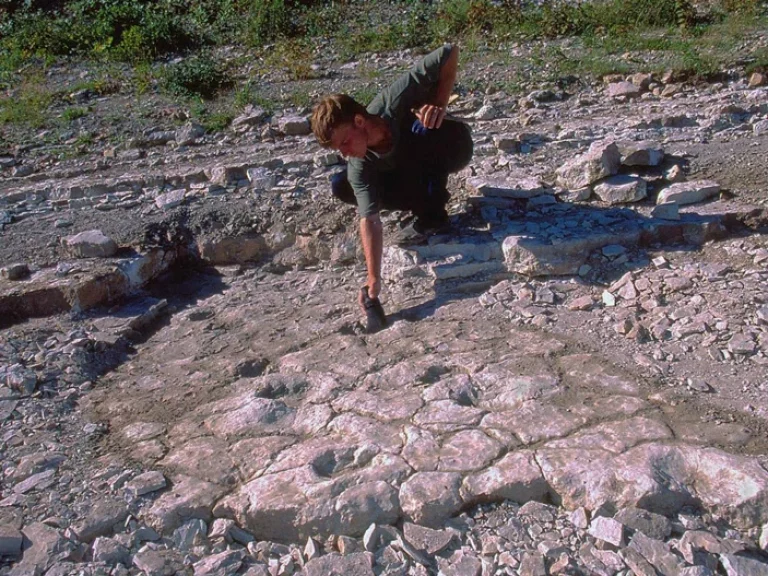 Палеонтолог В. В. Буланов и следы сухонопуса на левом берегу Сухоны (местонахождение Есиповка)