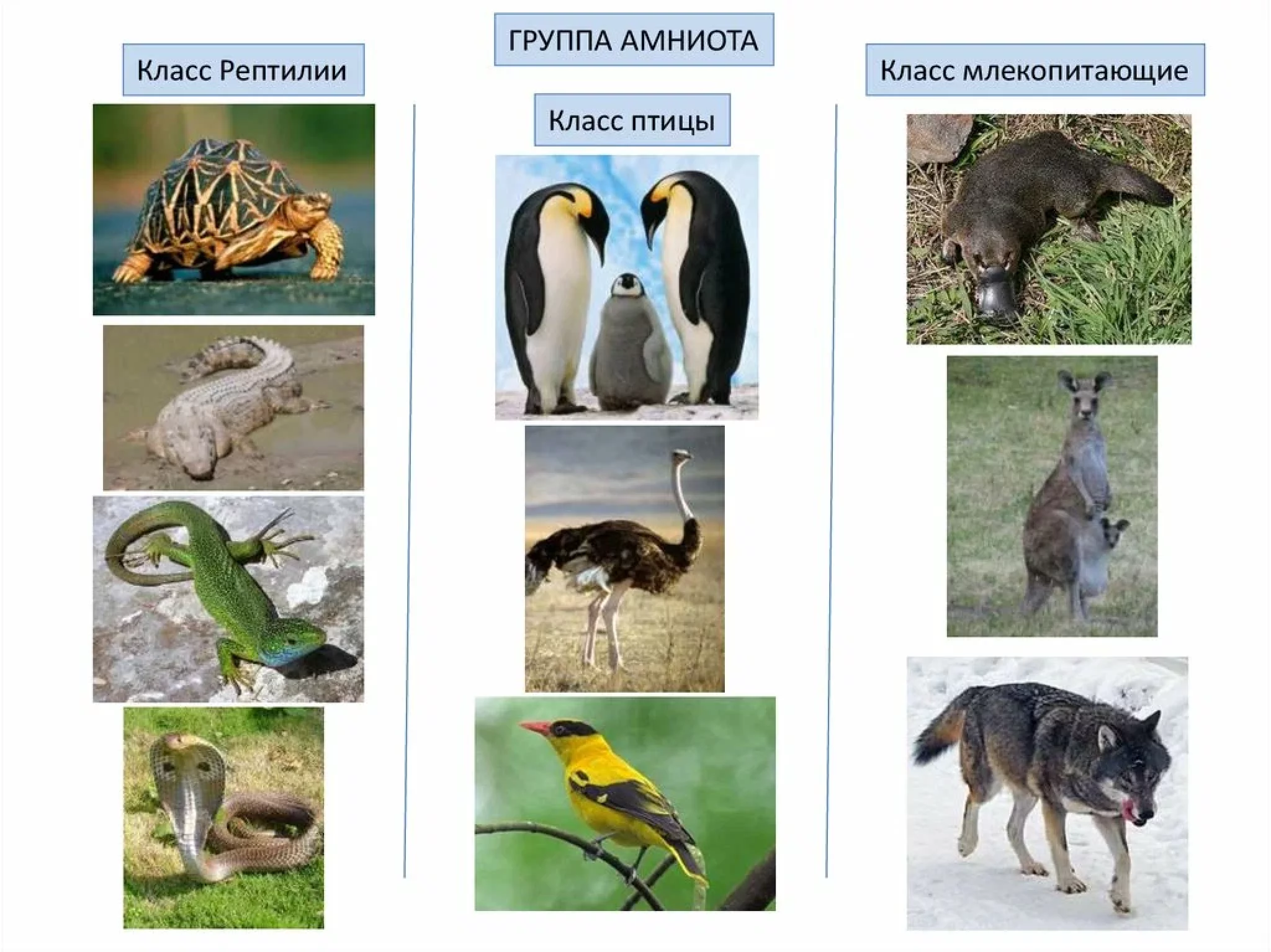 Млекопитающие и другие классы. Млекопитающие птицы. Класс птицы млекопитающие. Амниоты животные. Амниоты представители.