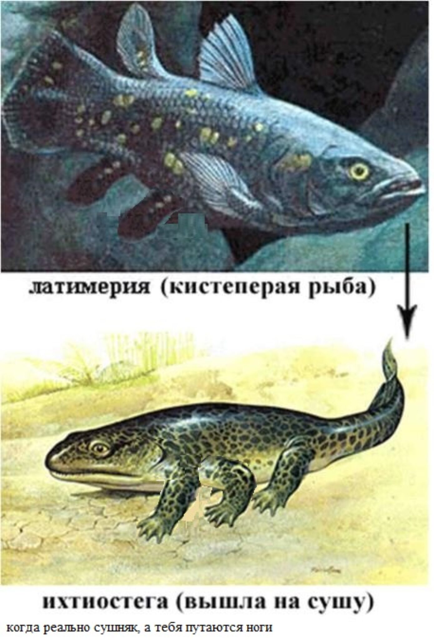 Какими были первые рыбы. Латимерия Эволюция. Кистеперая рыба Латимерия. Девонский период Латимерия. Рыба выходит на сушу.