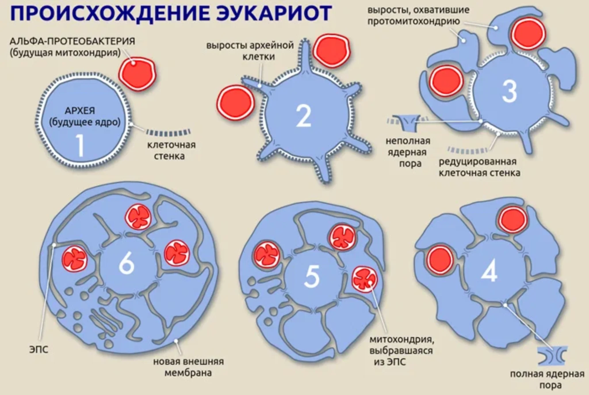 Какая гипотеза происхождения эукариотической клетки показана на рисунке