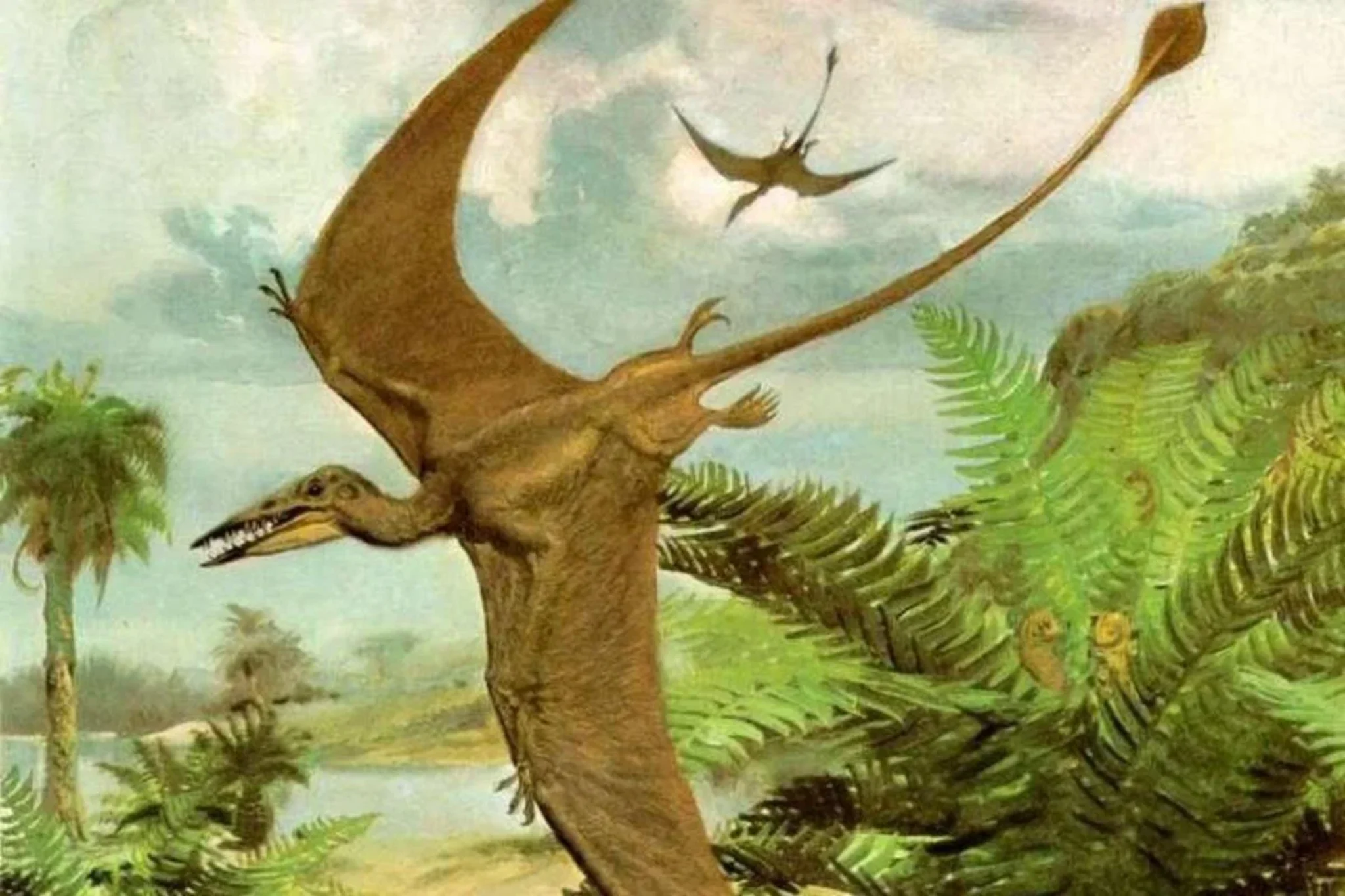 Помнишь мезозойскую. Птерозавры мезозоя. Птерозавры Триасового периода. Динозавры Триасового периода. Птерозавры рамфоринхи.