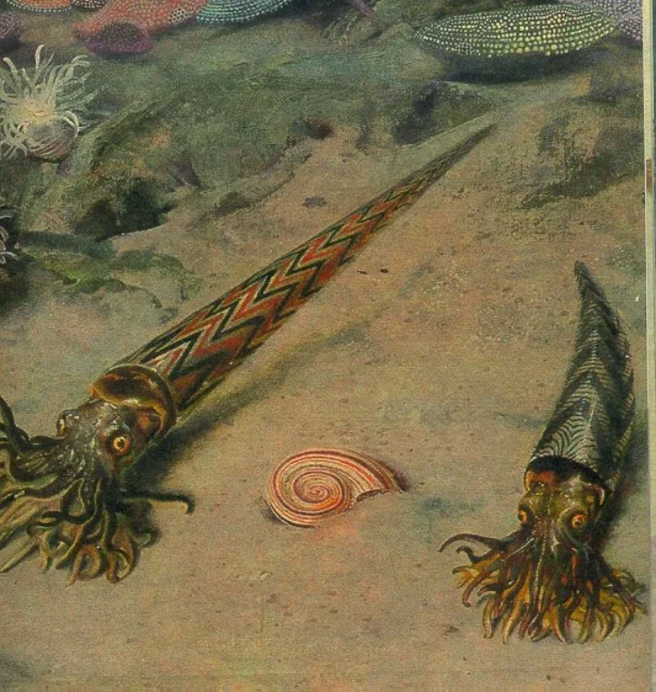 Ортоцерасы - апекс-хищники ордовикских морей, "сдувшиеся" в силуре