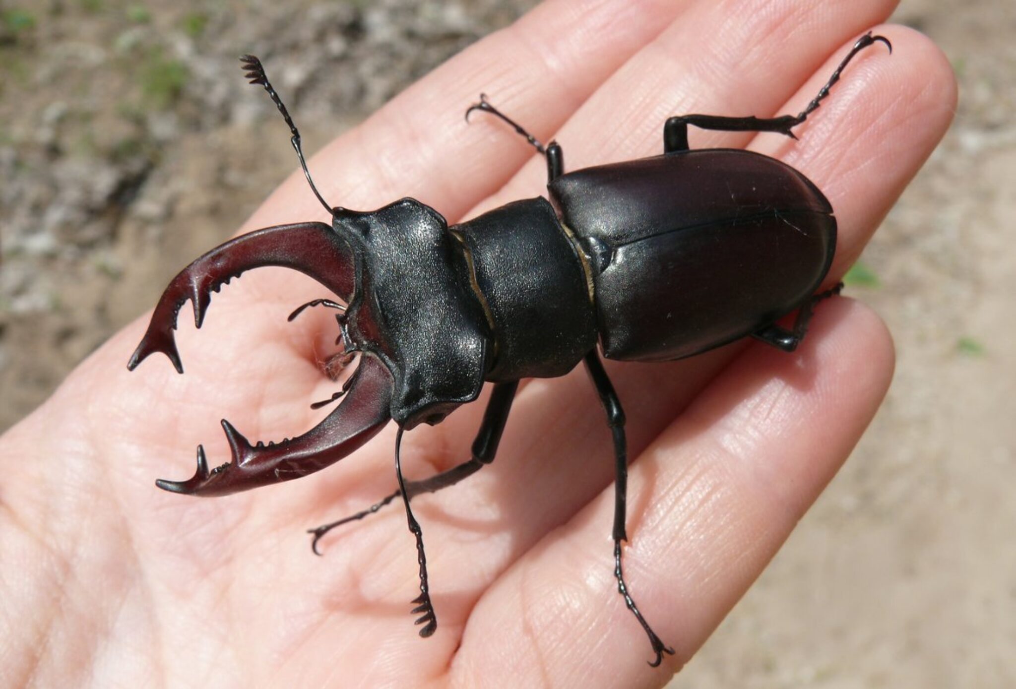 Вырос наш жук больше. Жук-олень (Lucanus Cervus). Жук олень Рогач. Жук олень носорог Рогач. Жук Рогач самка.