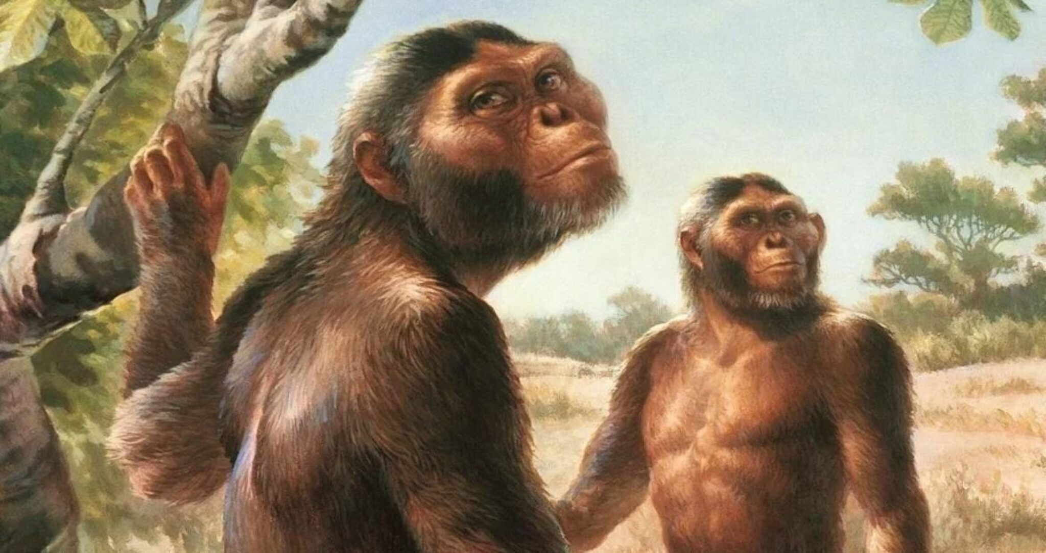 Ранние предки людей. Человекообразные обезьяны австралопитеки. Австралопитеки гоминид. Неоген австралопитеки.