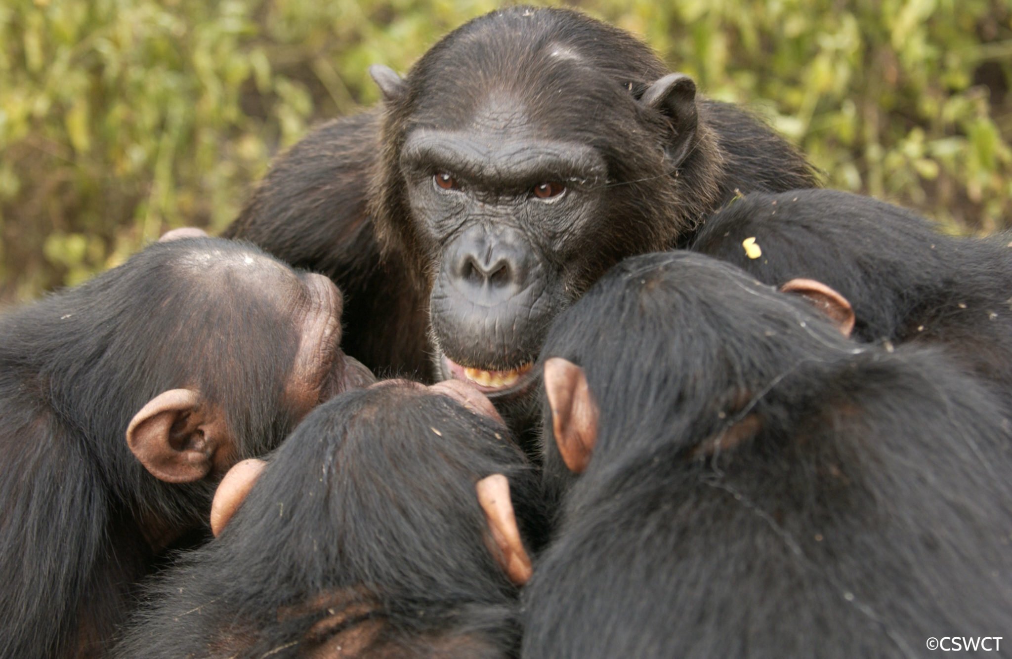 Обезьян нижний. Шимпанзе бонобо. Шимпанзе человекообразные обезьяны. Стая приматов. Стая обезьян.