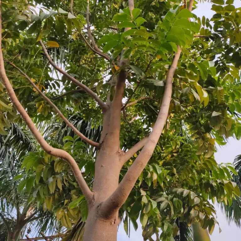 Знаменитое красное дерево (Swetenia mahagoni)