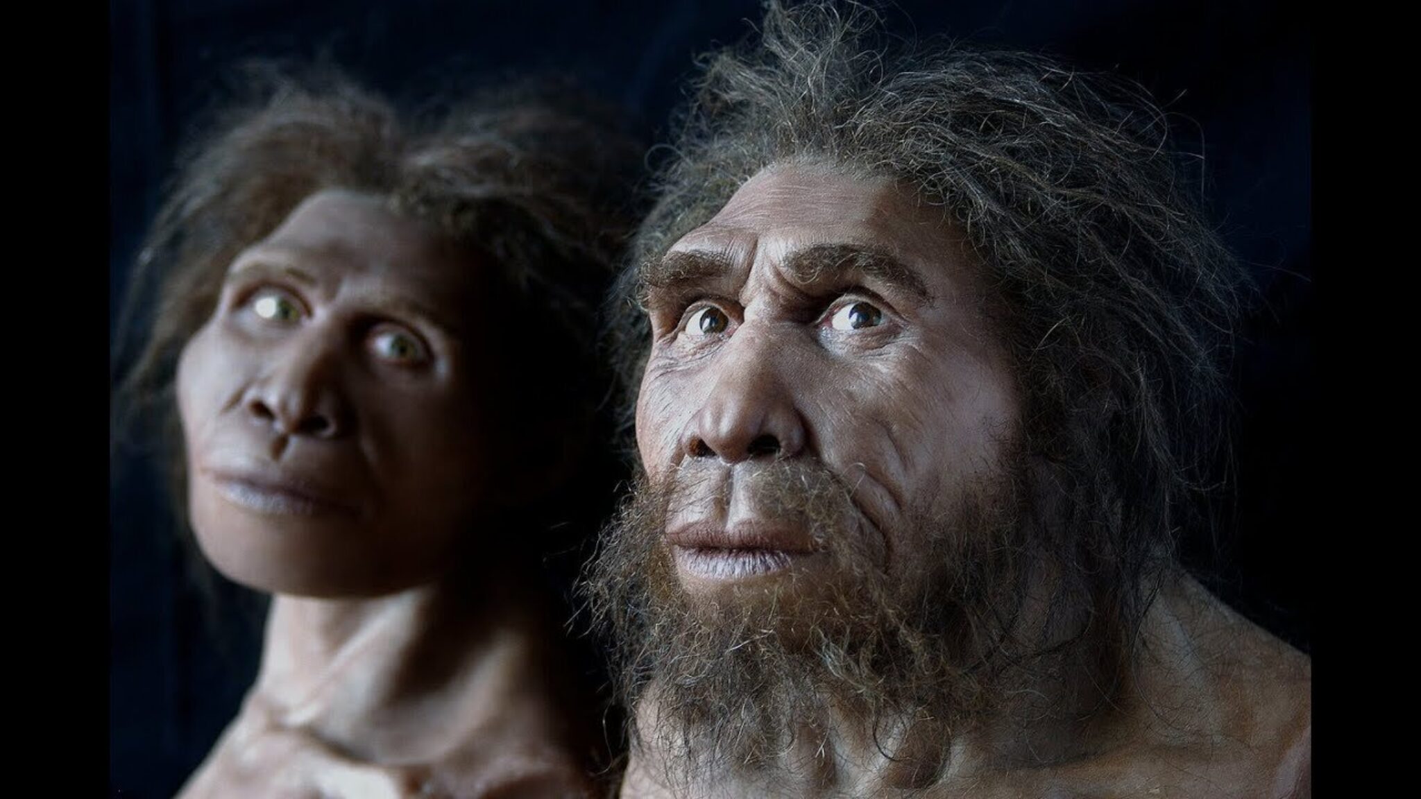 Людях фе. Homo georgicus (человек грузинский) Дманиси. Дманисский музей Зезва и Мзия.