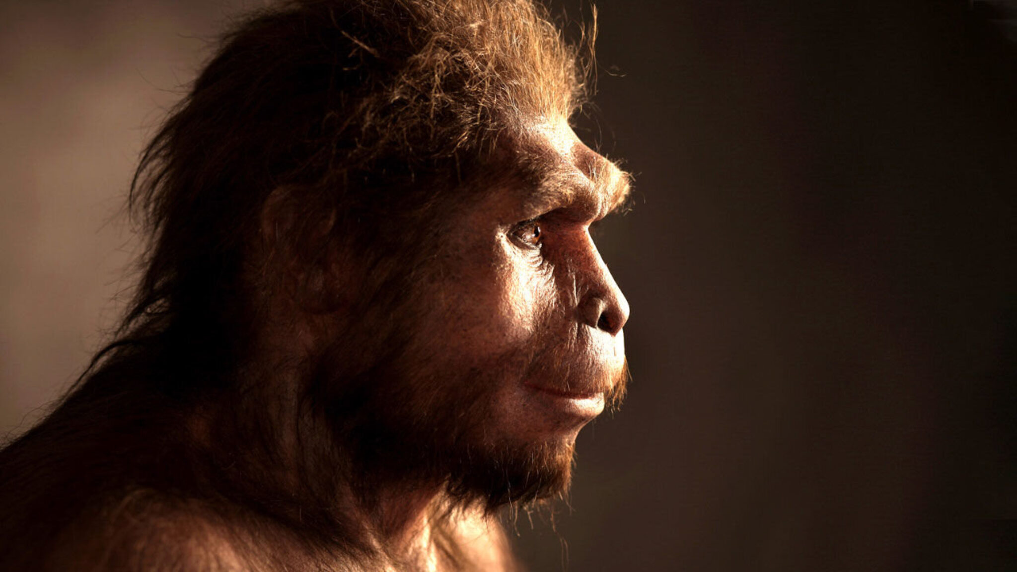 Первые люди 2017. Человек прямоходящий homo Erectus. Хомо сапиенс питекантроп. Неандерталец это человек прямоходящий.