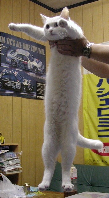 longcat1.jpg