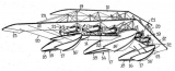 Патенты на необычные самолеты. Часть 8 US 1358527