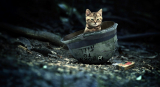 Запускаем WARCATS.RU!