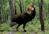 Bullockornis planei