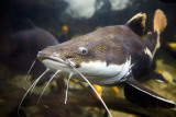 Клариевый сом. Как накормить СССР рыбой