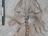 Удивительный триас. Черепа древних амфибий Dutuitosaurus ouazzoui